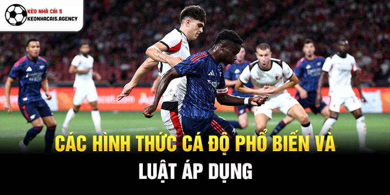 Các hình thức cá độ phổ biến và luật áp dụng